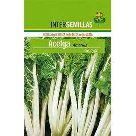 Semilla de acelga amarilla de Lyon