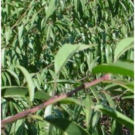 Patrones y Portainjertos de frutales