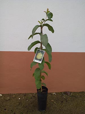 Planta de guayaba en el mes de febrero