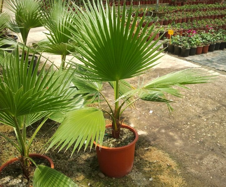 palmera washingtonia filifera