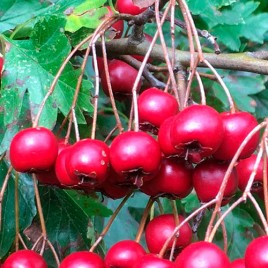 Comprar Acerolo Rojo | Vivero de acerolo | Acerolos