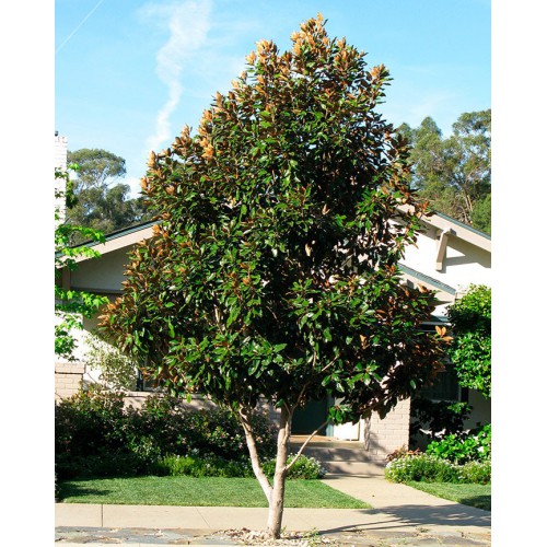 Magnolio | Comprar árbol de Magnolio | Magnolia grandiflora en maceta