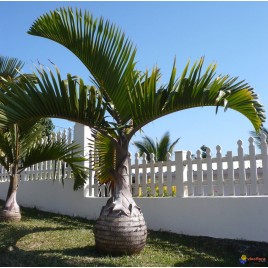 Palmera Hyophorbe lagenicaulis | Venta de palmeras tropicales