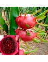 planta pitaya roja