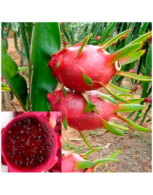 Comprar pitaya roja | Planta de pitahaya | Fruta dragón