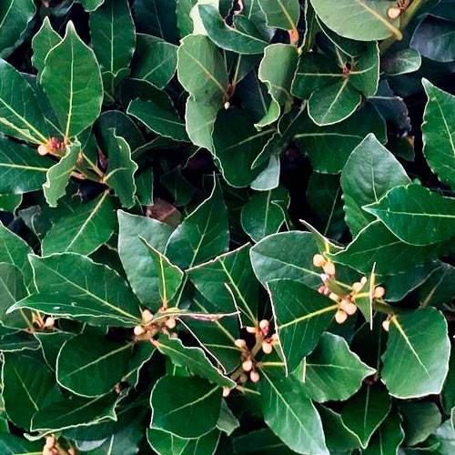 planta laurel (Laurus nobilis)