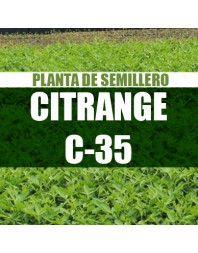 Planta Citrange C-35 semillero