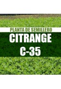 Planta Citrange C-35