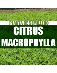 Planta Citrus macrophylla