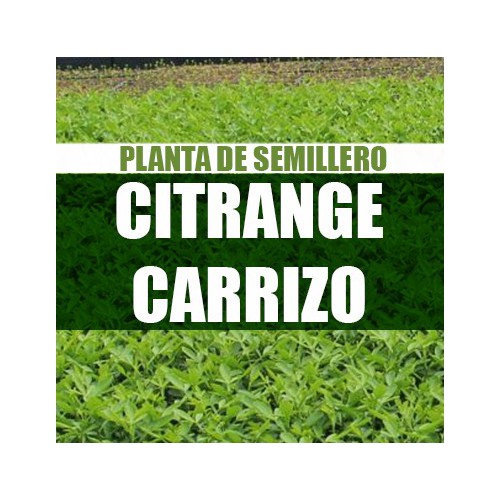 Planta Citrange Carrizo