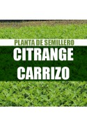 Planta Citrange Carrizo