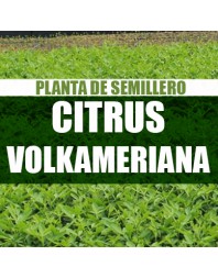Planta Citrus volkameriana