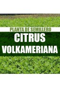 Planta Citrus volkameriana