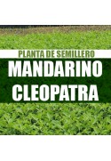Planta Mandarino Cleopatra