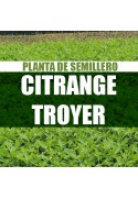 Planta Citrange Troyer