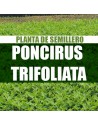 Planta Poncirus trifoliata