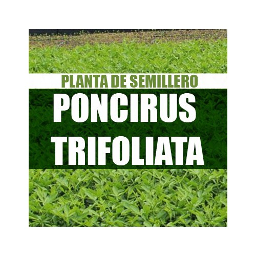 Planta Poncirus trifoliata