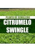 Planta Citrumelo Swingle