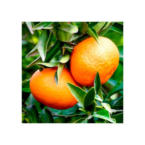 mandarino-Nova-clemenvilla