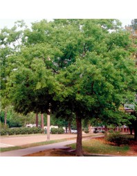 celtis australis almez