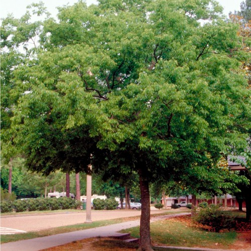 celtis australis almez