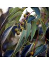 celtis australis fruto hojas