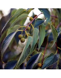 celtis australis almez