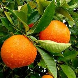 Plantones de naranjo - Agrologica