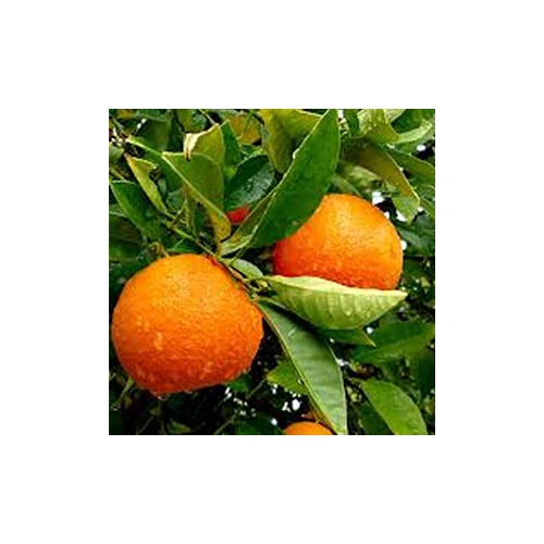 Plantones de naranjo