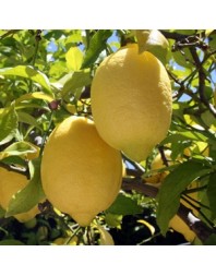 Plantones de limonero