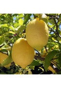 Plantones de limonero