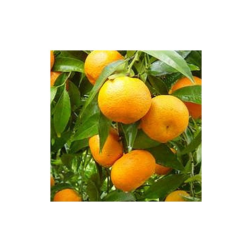 Plantones de mandarino