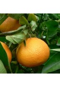 Mandarino híbrido variedad Ortanique
