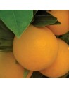 naranjo variedad Navelina
