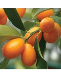 Kumquat (Fortunella margarita)