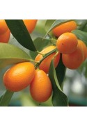 Kumquat enano (Fortunella margarita)