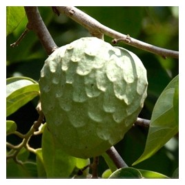 Chirimoyo Fino de Jete