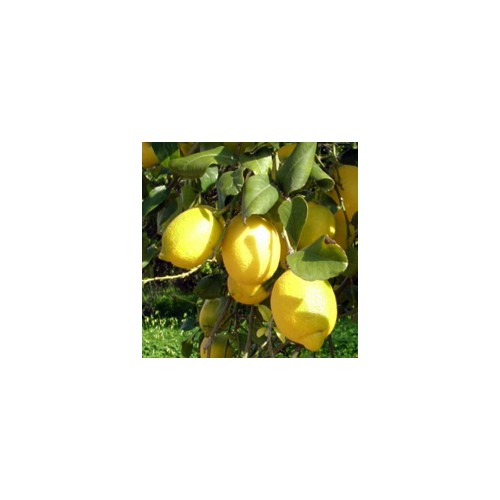 Limonero variedad Verna