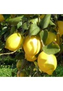 Limonero variedad Verna