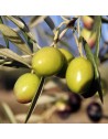 Olivo variedad Manzanilla