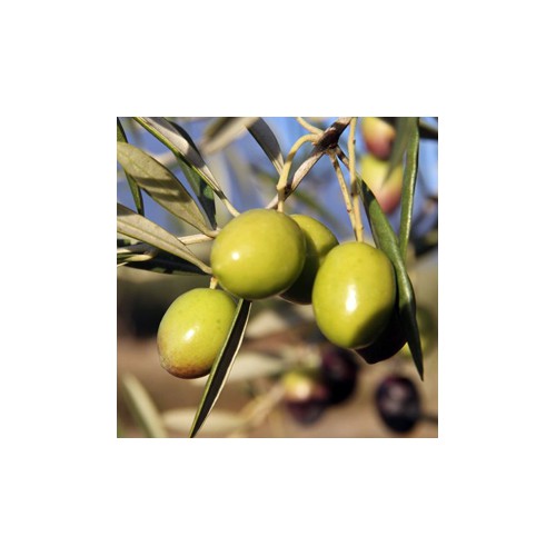 Olivo variedad Manzanilla
