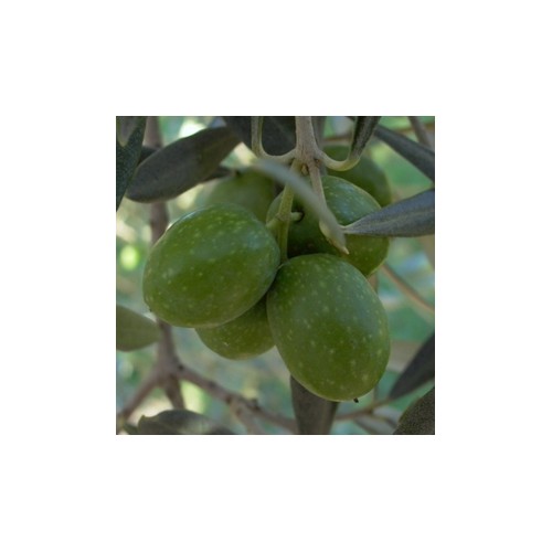 Olivo variedad Hojiblanca