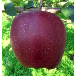 Plantones de Manzano