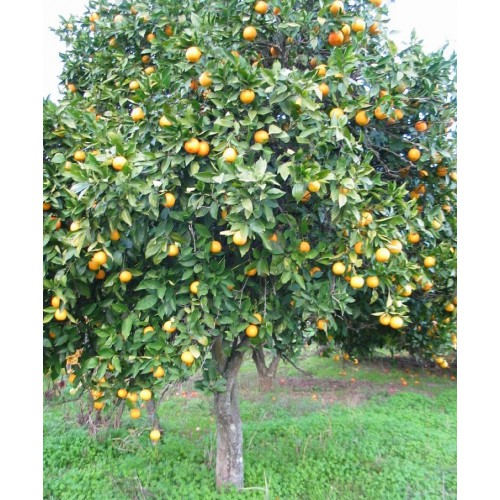Naranjo amargo (Citrus aurantium)
