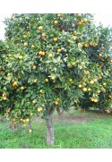 Naranjo amargo (Citrus aurantium)
