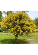 Acacia cyanophylla