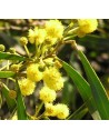 Acacia cyanophylla flor