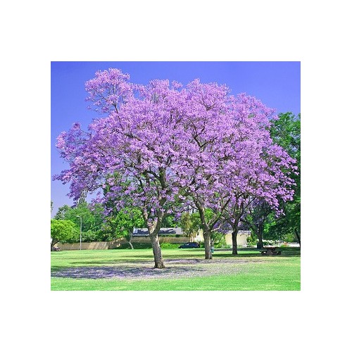 Jacaranda mimosifolia | Vivero de árboles ornamentales