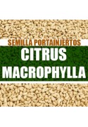 Citrus macrophylla