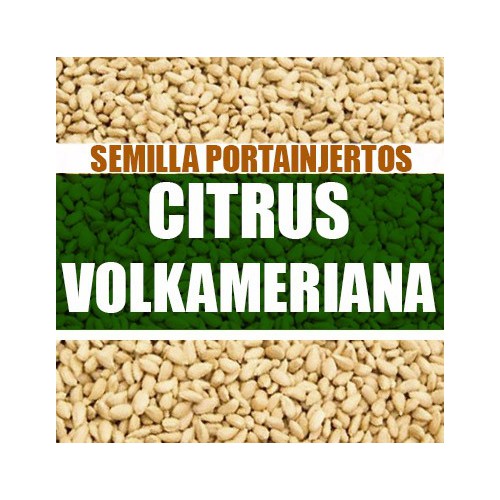 Citrus volkameriana